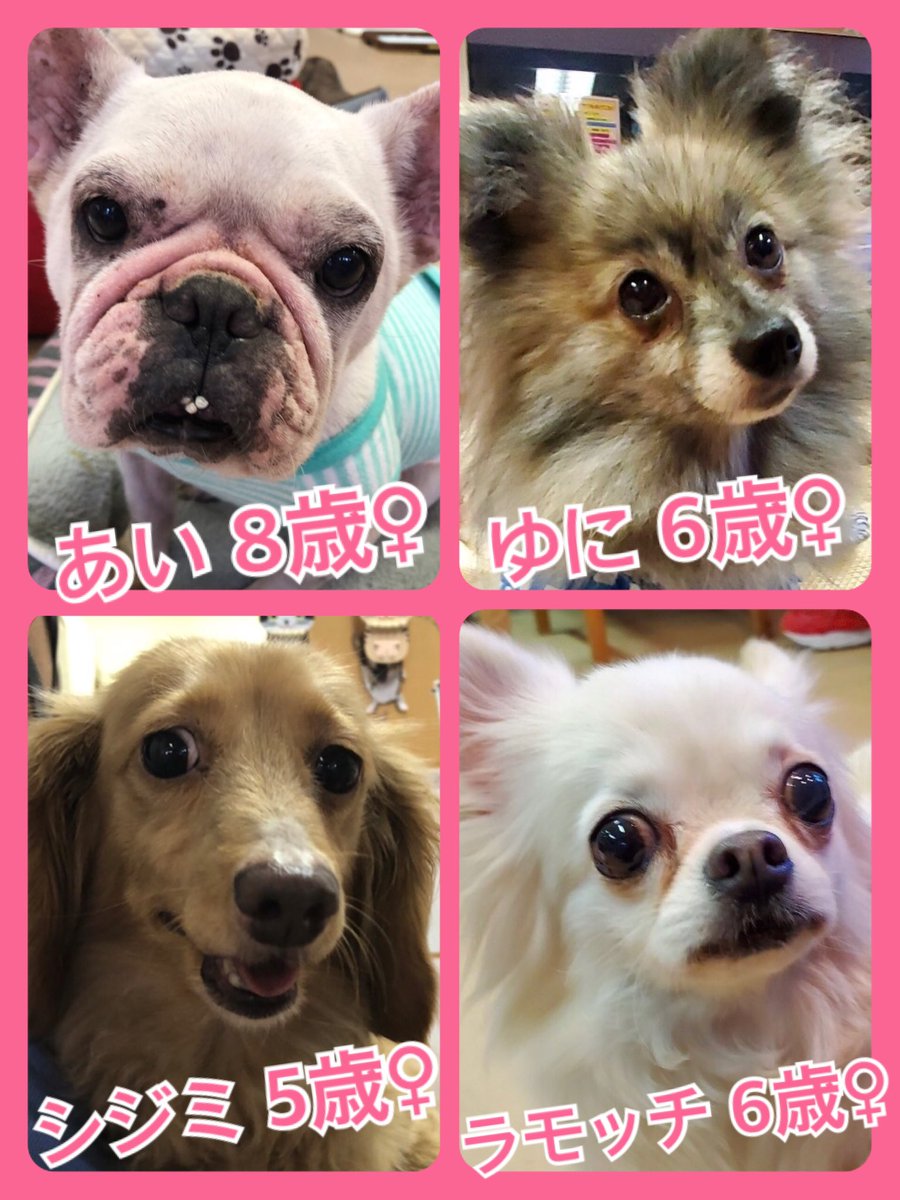 🐾今日の里親様募集中ワンコ🐶メンバーです🐾2020,5,14